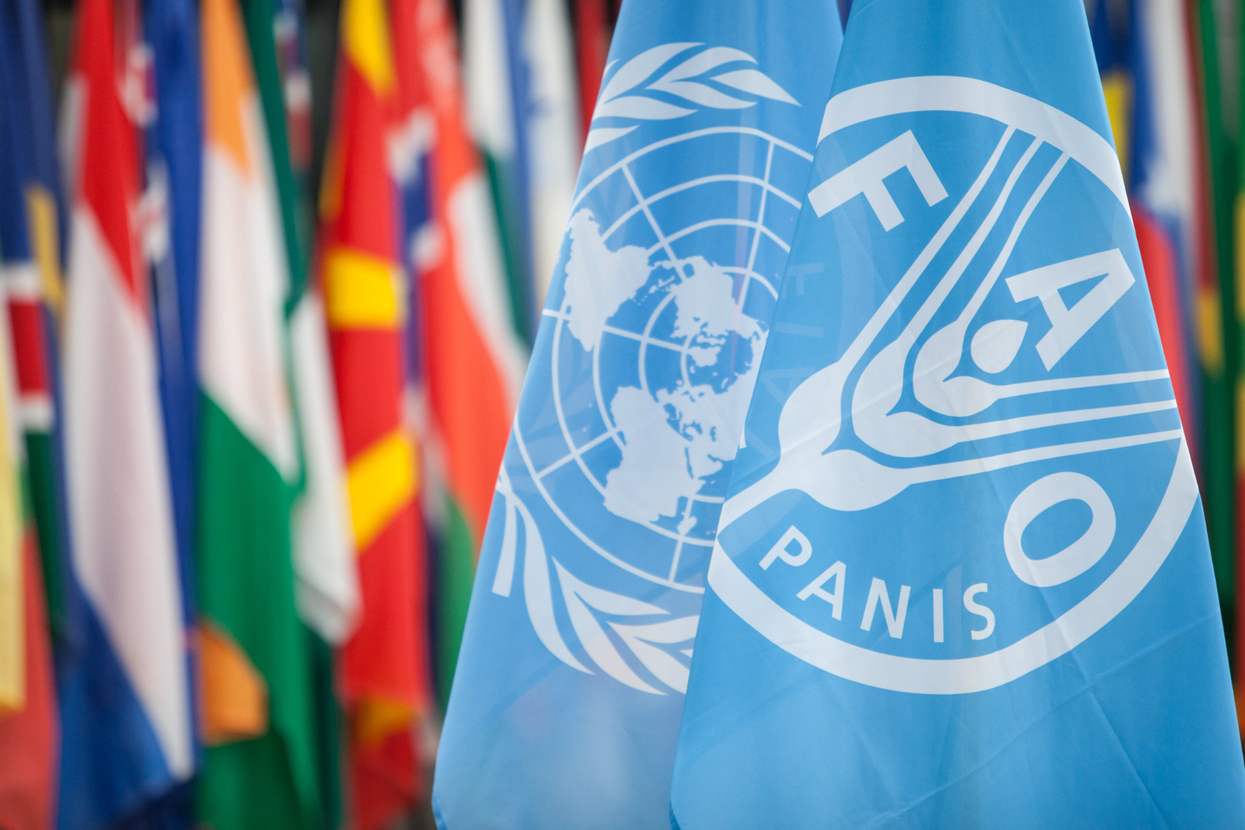 a group of flags with a logo FAO ONU